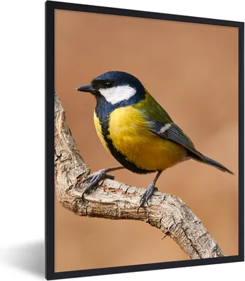 Produktbild von MuchoWow® Gerahmtes Poster Vogel - Kohlmeise - Zweige 60x80 cm - Poster mit Schwarzem Bilderrahmen Wandposter Rahmen Foto Bilder - Premium - Wanddeko Wohnzimmer