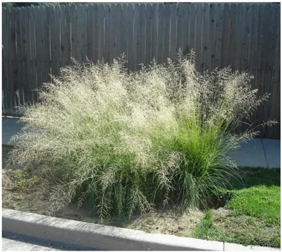 Produktbild von Stauden Gänge 3 x Eragrostis curvula im 1 Liter Topf - Afrikanisches Liebesgras - Filigrane Eleganz, die im Wind tanzt
