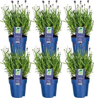 Produktbild von Blühende Blauer-Duft Lavendel Pflanze Winterhart im Set von 6 x 25 cm ↨ | Echter Lavendel | Gartenpflanzen | Pflanzen | Lavendel angustifolia Felice