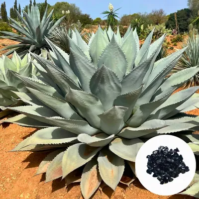 Zdjęcie produktu dla Nasiona roślin egzotycznych - zestaw 5 sztuk - Mrozoodporna - Agave Ovatifolia - Agawa wielkolistna