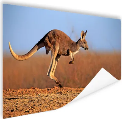 Produktbild von MuchoWow® Poster Känguru - Landschaft - Mantel - Braun 120x80 cm - Bilder