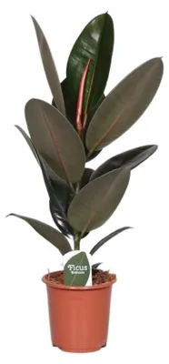 Obrázek produktu pro Gardners Ficus elastica Abidjan, průměr 17 cm