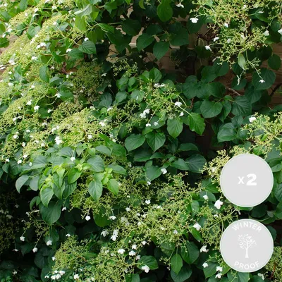 Produktbild von 2er-Set Hydrangea Petiolaris, Kletterhortensie, 50-70 cm, Topf 15 cm