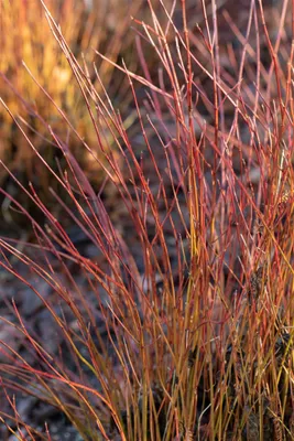 Produktbild von Cornus sericea 'Firedance', Roter Hartriegel, 60–80 cm, leuchtend rot