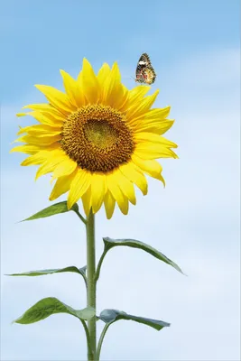 Produktbild von Wallario Poster - Sonnenblume mit Schmetterling, Kunstdruck Größe: 61 x 91,50 cm