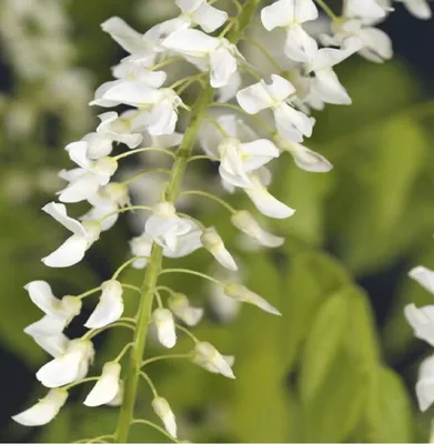 Produktbild von Wisteria floribunda Alba – Weißer Japanischer Blauregen 60-80 cm, Kletterpflanze, winterhart, Duftblüte, Zierpflanze, Rankpflanze