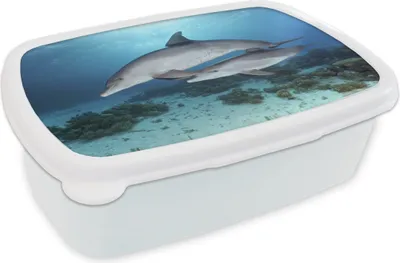 Produktbild von KitchenYeah® Lunchbox Brotzeit Brotdose 17x11 cm Delfin - Kalb - Meer Kinder Brotzeitdose - Lunch Box - Kinder - Sandwich-Box - Schulbox - Lunch Boxen