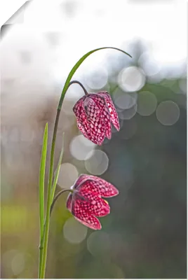 Produktbild von ARTland Poster Schachbrettblume Größe: 60x90 cm