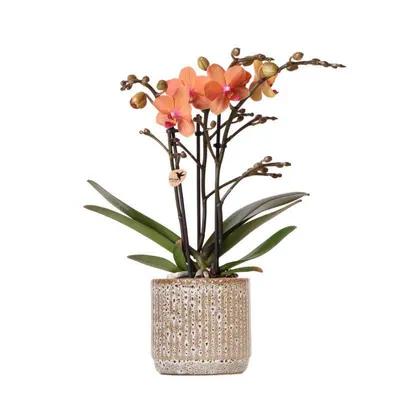 Produktbild von Kolibri Orchids | Orange Phalaenopsis Orchidee - Mineral Bolzano + Jaguar Topf - Topfgröße Ø9cm | blühende Zimmerpflanze - frisch vom Züchter
