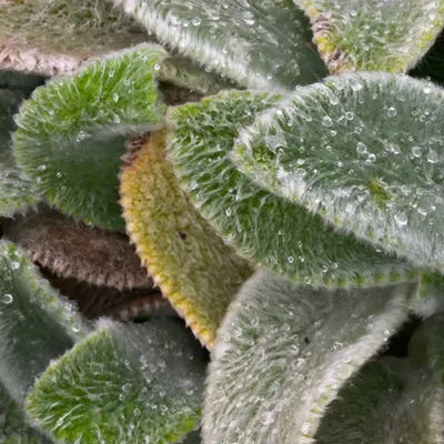 Produktbild von 6 x Teppich Wollziest - Stachys byzantina 'Silver Carpet'  | Topf 9cm x 9cm
