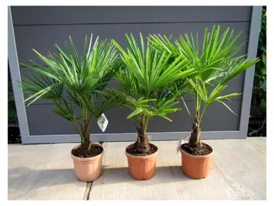 Produktbild von Palme, frosthart bis -18 Grad Celsius, Höhe ca. 100 cm