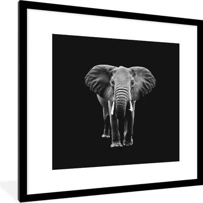 Produktbild von MuchoWow® Gerahmtes Poster Elefant - Zähne - Tiere - Schwarz - Weiß 40x40 cm - Poster mit Schwarzem Bilderrahmen Wandposter Rahmen Foto Bilder - Poster - Plakat im Rahmen