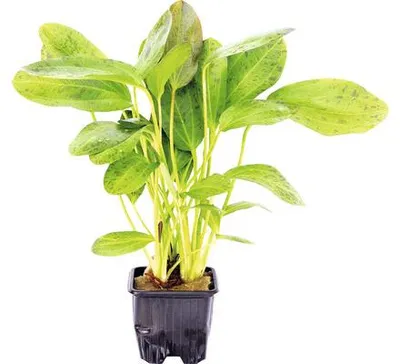 Produktbild von Froschlöffel Ozelot Großpflanze - Echinodorus Ozelot, GP