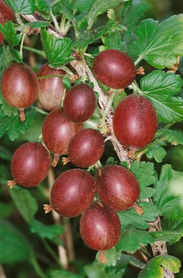 Produktbild von Ribes uva-crispa 'Captivator', Stachelbeere, 30–40 cm
