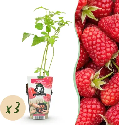 Produktbild von Himbeere - Rubus idaeus Heritage - Winterhart - 3 Pflanzen - 15-25cm - Ø9cm - Gartenpflanze