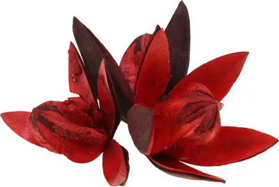 Produktbild von Wildlilie Rot Trockenblumen Naturdeko Exotisch 50 Stück