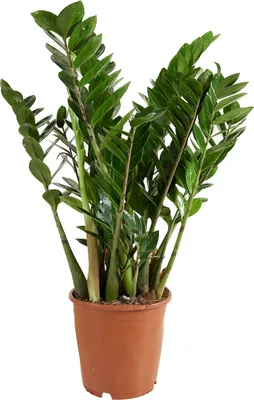 Zdjęcie produktu dla Bloomique - Zamioculcas Zamiifolia - Palma doniczkowa - Roślina ZZ - Rośliny doniczkowe - Oczyszczające powietrze - Bardzo łatwa w utrzymaniu - Wysokość 70-90 cm - Doniczka 21 cm