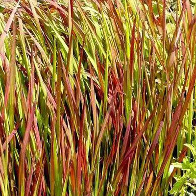 Produktbild von 6 x Blutgras Red Baron - Imperata cylindrica 'Red Baron'  | Topf 9cm x 9cm