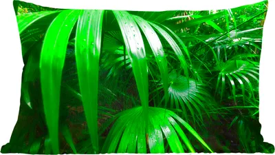 Produktbild von MuchoWow® Zierkissen Sofakissen Wohnzimmer Dekokissen 50x30 cm Palmenblätter im Dschungel - Wohnzimmerdekoration - Polster mit Photo