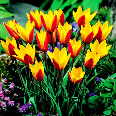 Zdjęcie produktu dla Tulipan Botaniczny Cynthia 5 szt Tulipany Cebulki Tulipanów Cebule