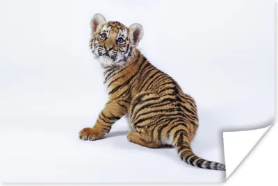 Produktbild von MuchoWow® Poster Jungtier - Tiger - Tier 120x80 cm - Bilder