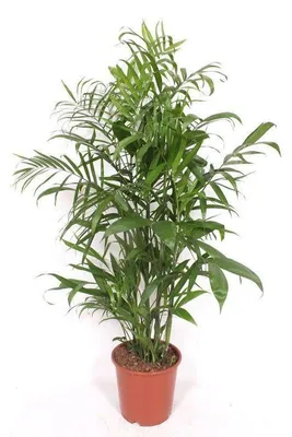 Image de Chamaedorea seifrizii, palmier de montagne, plante de 140cm, palmier
