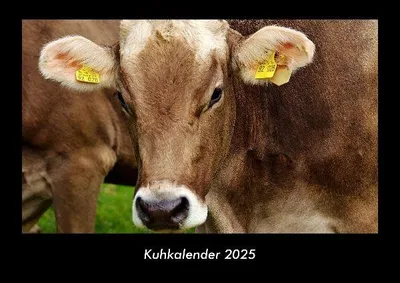 Produktbild von Kuhkalender 2025 Fotokalender DIN A3