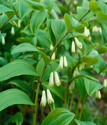 Produktbild von Polygonatum humile, Salomonssiegel, ca. 9x9 cm Topf