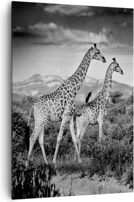Produktbild von Bild auf Leinwand - Leinwandbild - Einteilig - Giraffen Schwarzweiß Fotografie - 70x100cm - Wand Bild - Wandbilder - Leinwanddruck - Wanddekoration - Leinwand bilder - Wandbild - PA70x100-4441