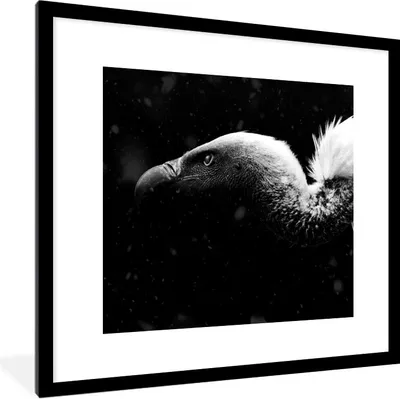 Produktbild von MuchoWow® Gerahmtes Poster Nahaufnahme eines Geiers vor einem schwarzen Hintergrund - schwarz und weiß 40x40 cm - Poster mit Schwarzem Bilderrahmen Wandposter Rahmen Foto Bilder - Poster - Plakat im Rahmen