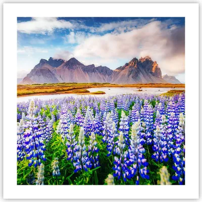 Produktbild von Poster - Poster ohne Rahmen - Berge Wiese Blumen - 50x50 cm - Wand Bild - Wanddeko - Wandbilder - Kunstposter - Wandposter - Bilder - Kunstdruck - Wanddekoration - Wandbild - P2XAC50x50-4114