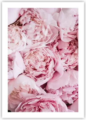 Produktbild von Poster - Poster ohne Rahmen - Blumenstrauß Blumen Rosa - 50x70 cm - Wand Bild - Wanddeko - Wandbilder - Kunstposter - Wandposter - Bilder - Kunstdruck - Wanddekoration - Wandbild - P2XPA50x70-5001