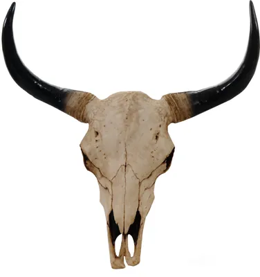 Produktbild von Deko Schädel 64cm, Polyresin Stier Bulle Longhorn Kopf Trophäe, In-/Outdoor  natur