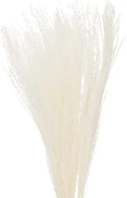 Produktbild von Elegantes Trockenblumen Silbergras für stilvolle Dekoration im Innenbereich, 10 Stück