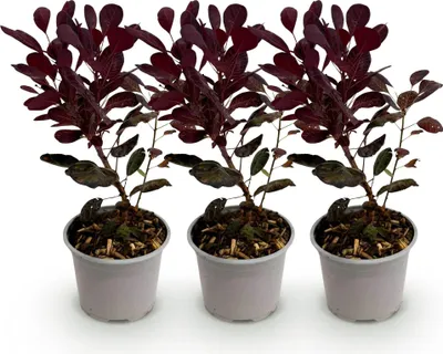 Zdjęcie produktu dla Cotinus coggygria Lilla - 3 sadzonki - 12cm - wysokosc ok. 35cm - krzew