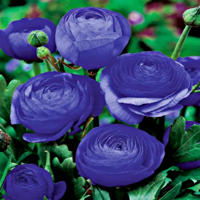 Immagine prodotto di Ranunculus Blue Ranuncolo blu 5 pz Ranuncoli piantina piantine Bulbi