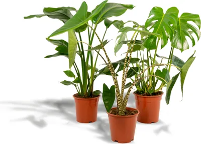 Immagine prodotto di Monstera Deliciosa - Ø21Cm - ↕75Cm + Alocasia Zebrina - Ø19Cm - ↕75Cm + Strelitzia Nicolai - Ø19Cm - ↕85Cm