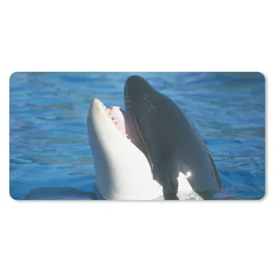 Produktbild von MuchoWow® Mauspad Mousepad Orca nahe der Wasseroberfläche 60x30 cm - Mousepads - Maus Mat - Pad - Mausunterlage - Nachhaltig