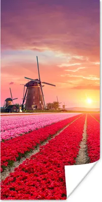Produktbild von MuchoWow® Poster Blumen - Windmühle - Tulpen - Sonnenuntergang - Rosa 20x40 cm - Plakat - Foto