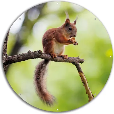 Produktbild von Wallario rundes Outdoor-Poster für Garten oder Balkon, Motiv Eichhörnchen auf einem Ast, 60 cm Durchmesser