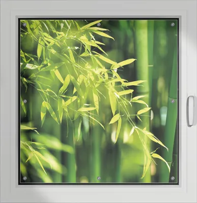 Produktbild von Wallario Lichtschutzbild, Dekorativer Sichtschutz Sonnenschutz 96 x 93 cm mit Motiv: Bambuswald mit grünen Bambuspflanzen - Verdunklung ohne Bohren