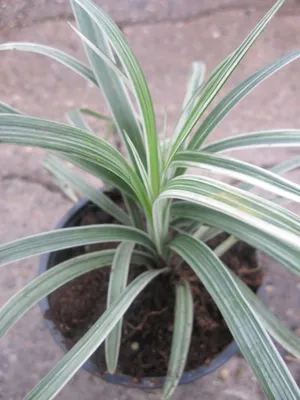Produktbild von Liriope spicata Silver Dragon - Schleichgras - Affengras - Lilientraube