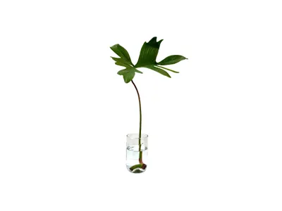 Obrázok produktu pre Gardners Philodendron Pedatum - odrezky na zakorenenie