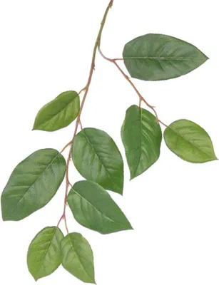 Produktbild von Apfelbaum grune Zweige - Kunstpflanze - 77 cm - grunes Laub