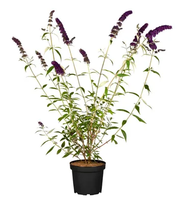Produktbild von Buddleja davidii 'Black Knight', Schmetterlingsflieder, dunkelviolett, 60–100 cm