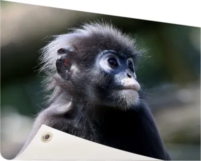 Produktbild von Gartenposter - 120x80 cm - Langur Portret  - Modernes Wandbilder - Wild Tierposter