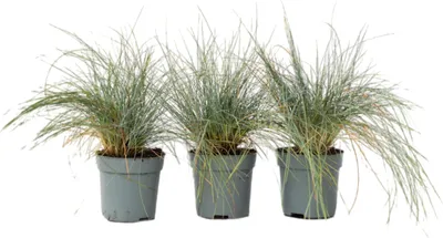 Image de Fétuque - Set de 3 - Festuca glauca 'Elijah Blue' - Hauteur 10-15cm - ⌀9cm