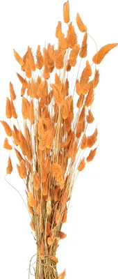 Produktbild von Flauschiges Trockengras für kreative Dekoration und Gestecke
