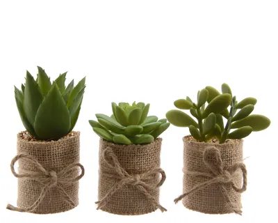 Produktbild von Sukkulenten künstlich im Topf 12cm, 3er Set