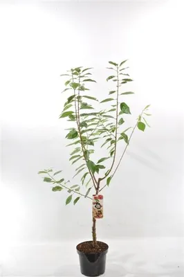 Produktbild von Süßkirsche ‘Merchant’ – Prunus avium | Kirschbaum 100–120 cm für Garten & Obstwiese | Winterharte Obstpflanze
